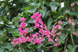 Image of antigonon