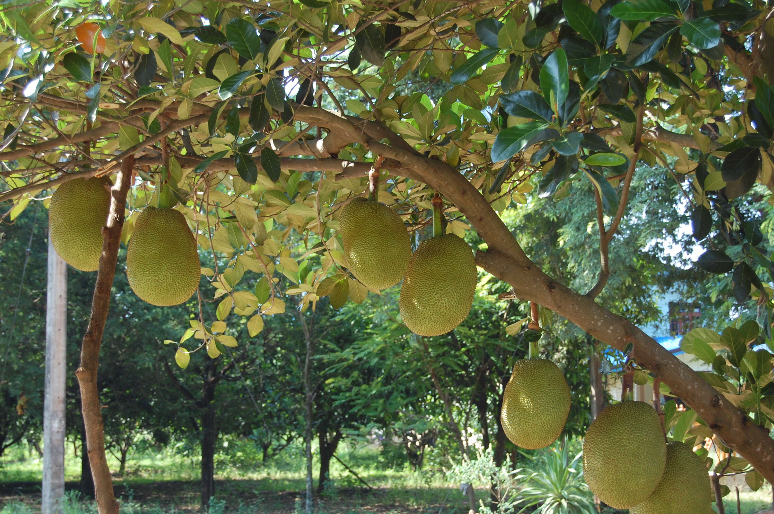 Image of jackfruit