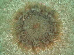 Image of Adhesive sea anemone