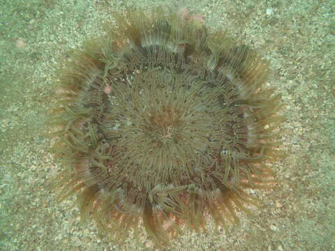 Image of Adhesive sea anemone