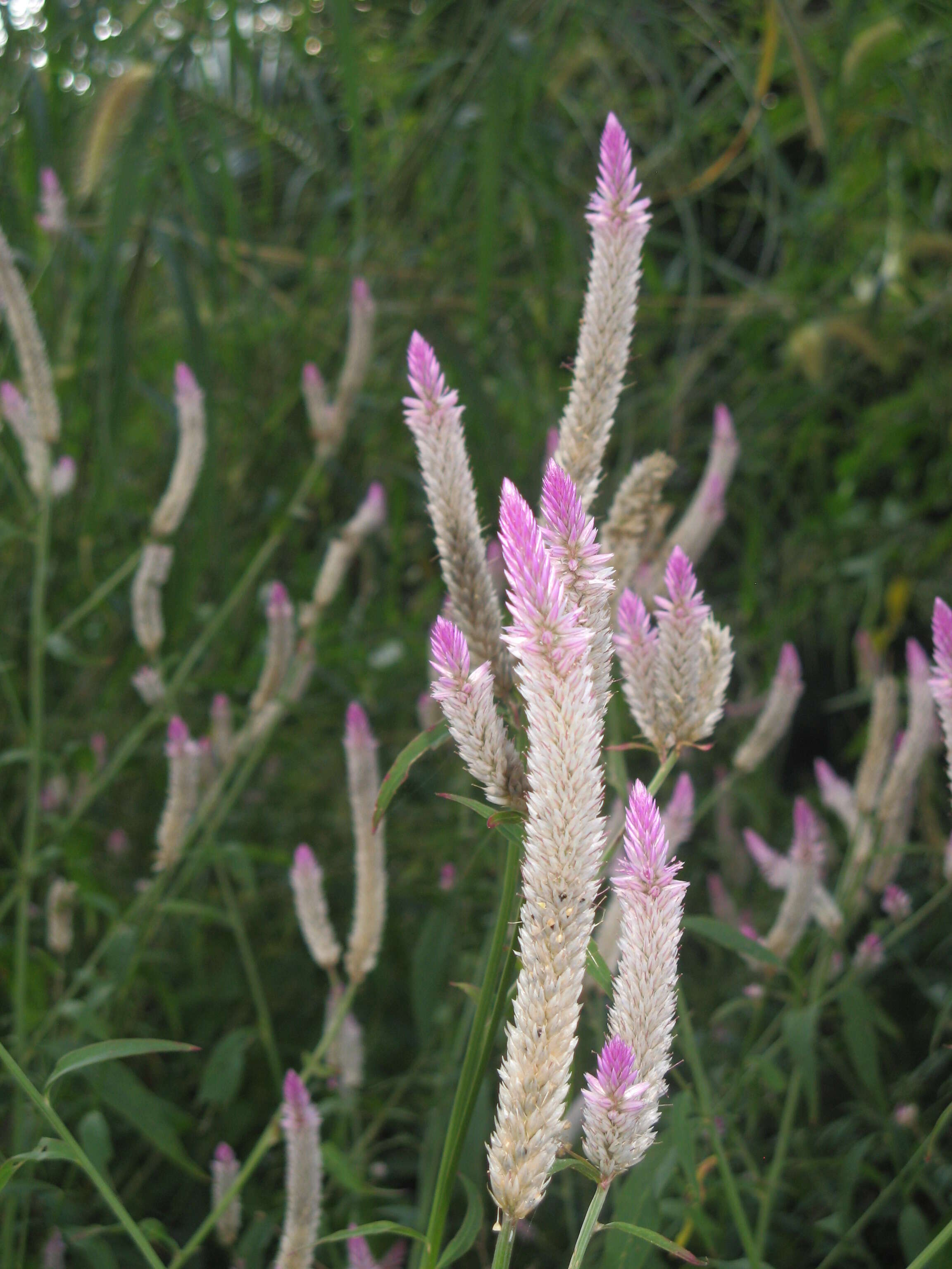 Imagem de Celosia argentea L.