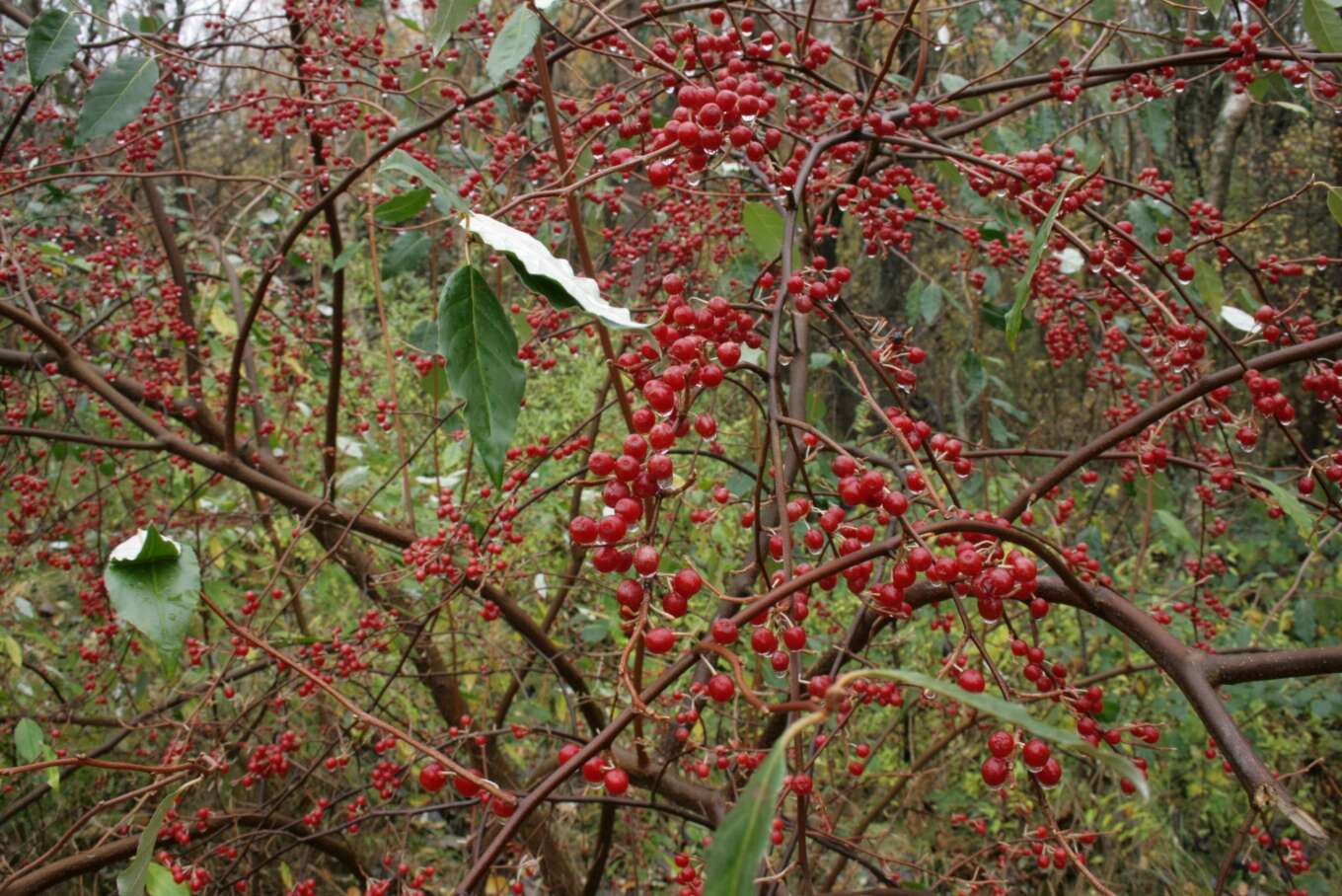 Image of autumn olive