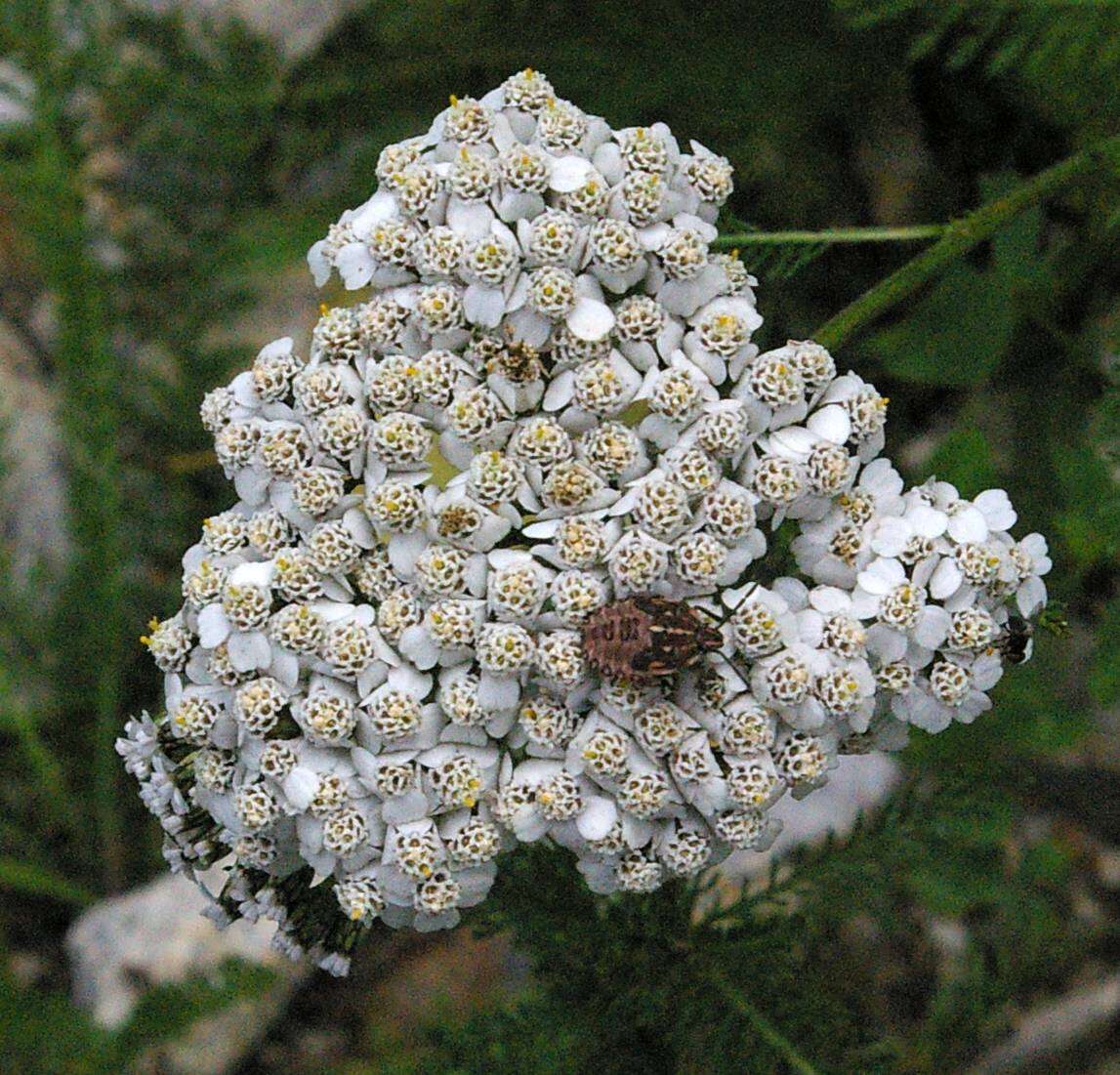 Imagem de Carpocoris