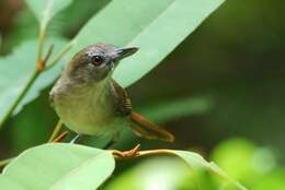 Image of Moustached Babbler