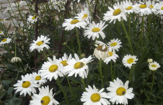 Image of Oxeye Daisy