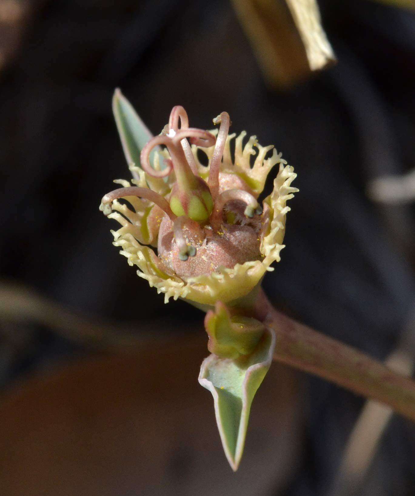 Image of <i>Euphorbia <i>trichadenia</i></i> var. trichadenia