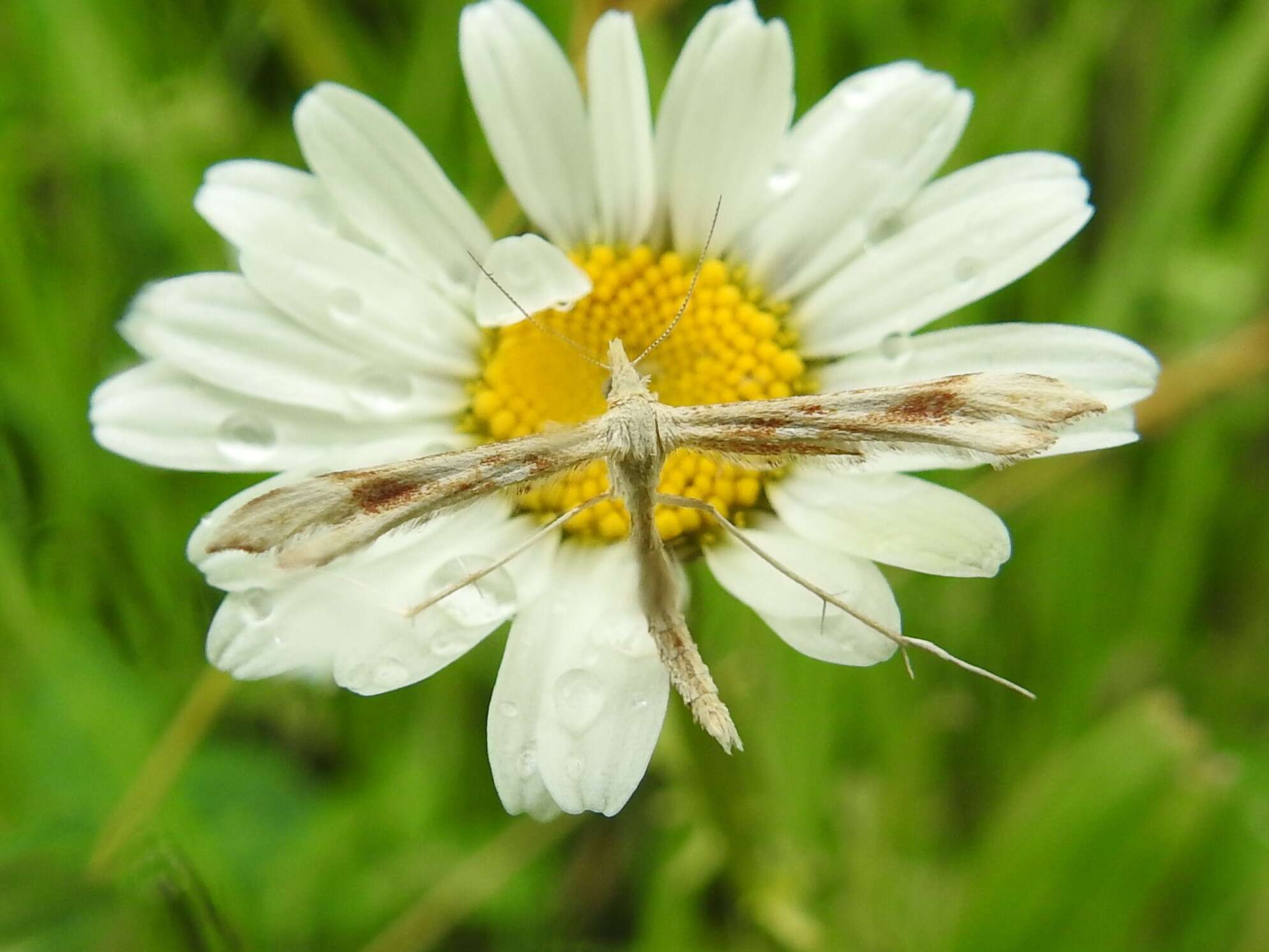 Image of Gillmeria pallidactyla (Haworth 1811)