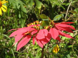 Image of poinsettia