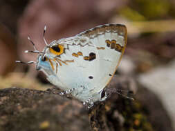 Image of Hypolycaena othona