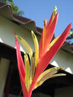 Image of Heliconia angusta Vell.