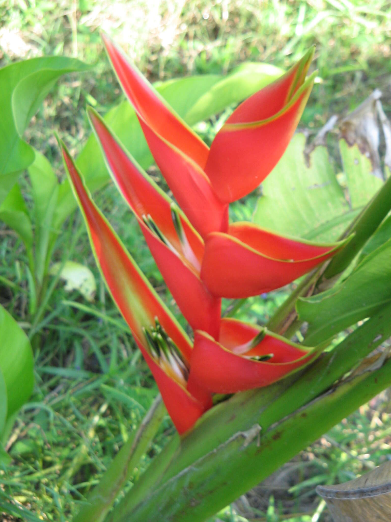 Image of lobster-claw family