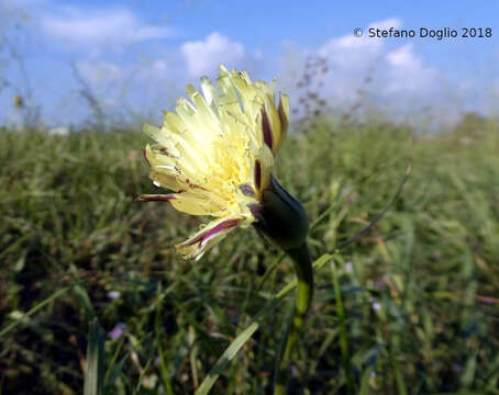 Image of Smooth Golden Fleece