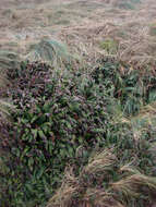 Image of Austroblechnum durum (T. Moore) Gasper & V. A. O. Dittrich