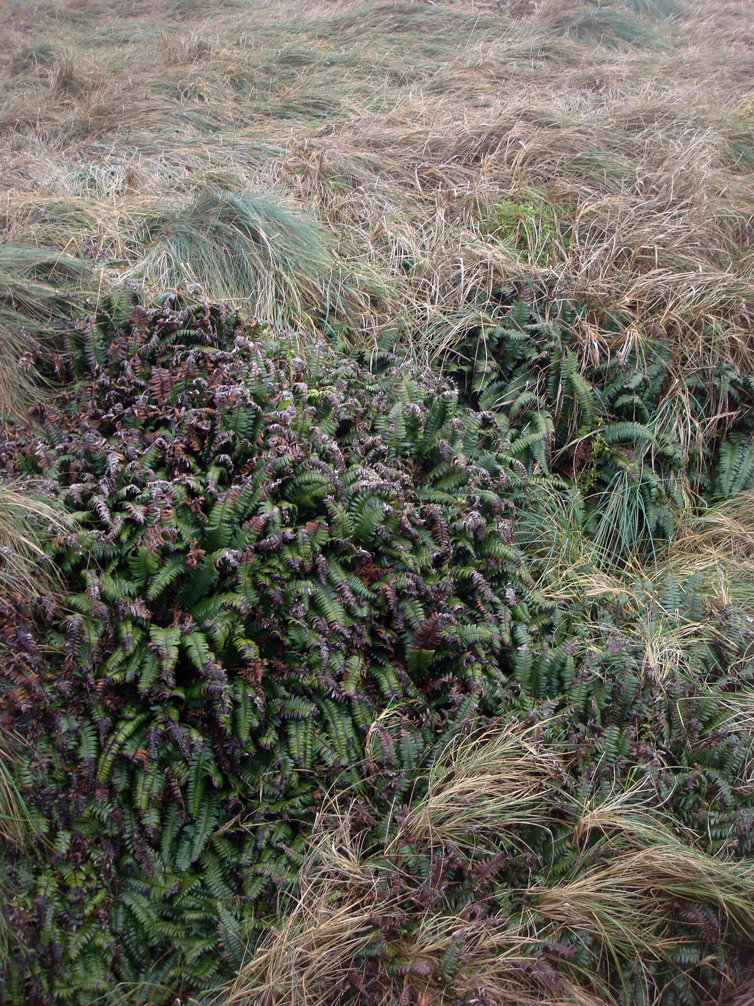 Austroblechnum durum (T. Moore) Gasper & V. A. O. Dittrich的圖片