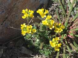 Image of granite draba