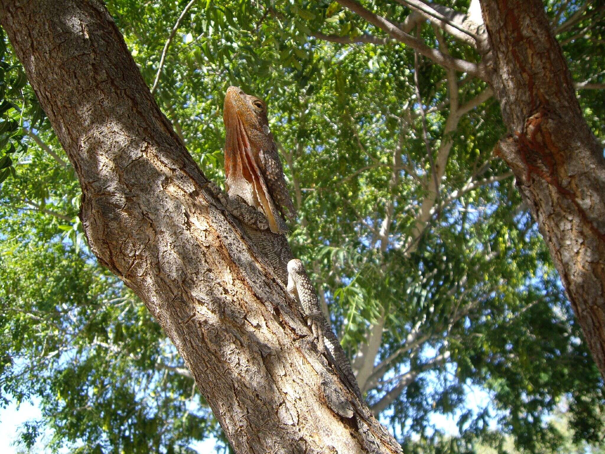 Image of Frilled Lizard