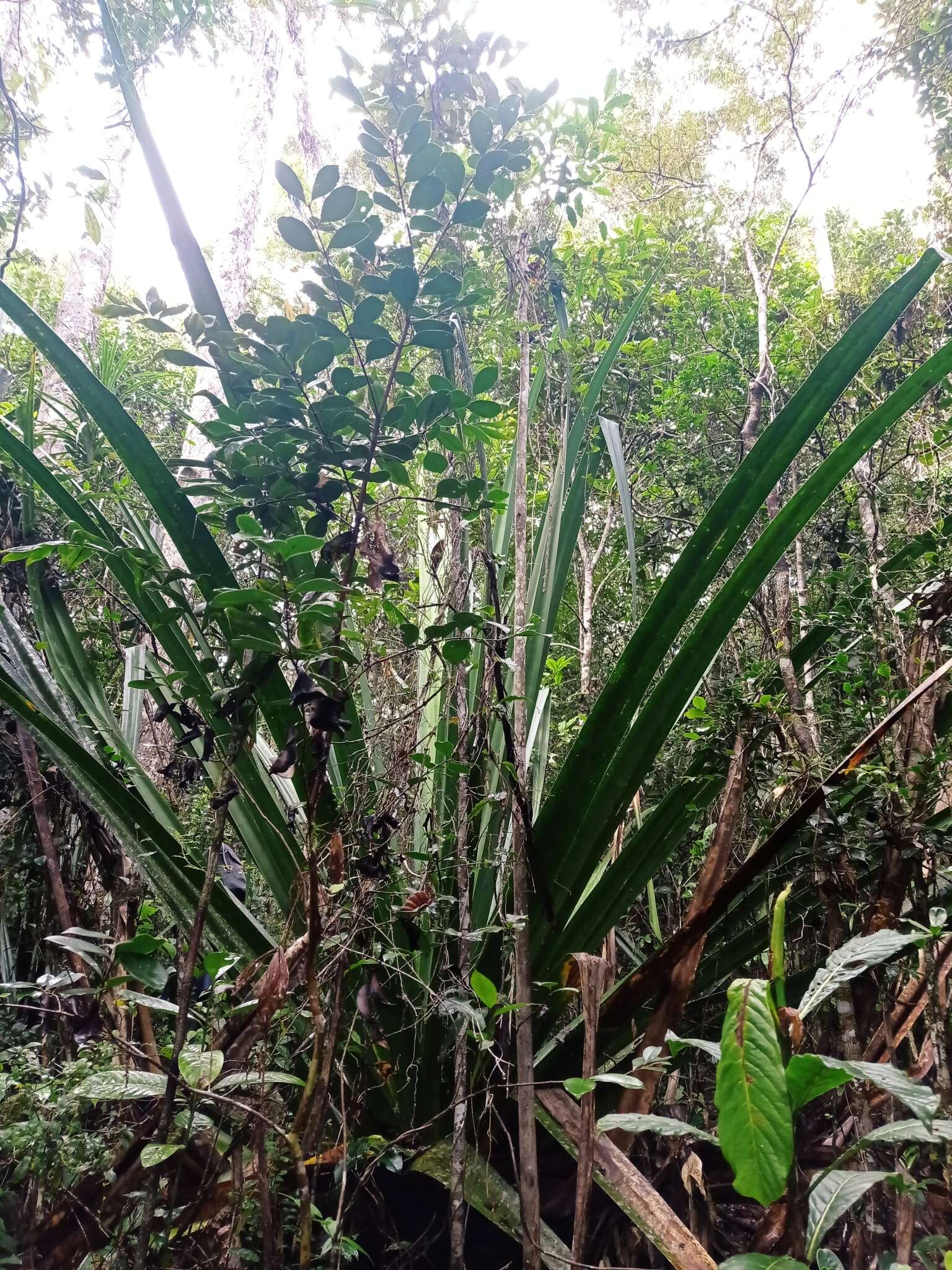 Image of Pandanus pulcher Martelli