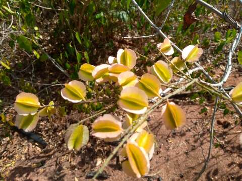 Imagem de Combretum coccineum (Sonn.) Lam.