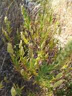 Image of Lavandula viridis L'Hér.