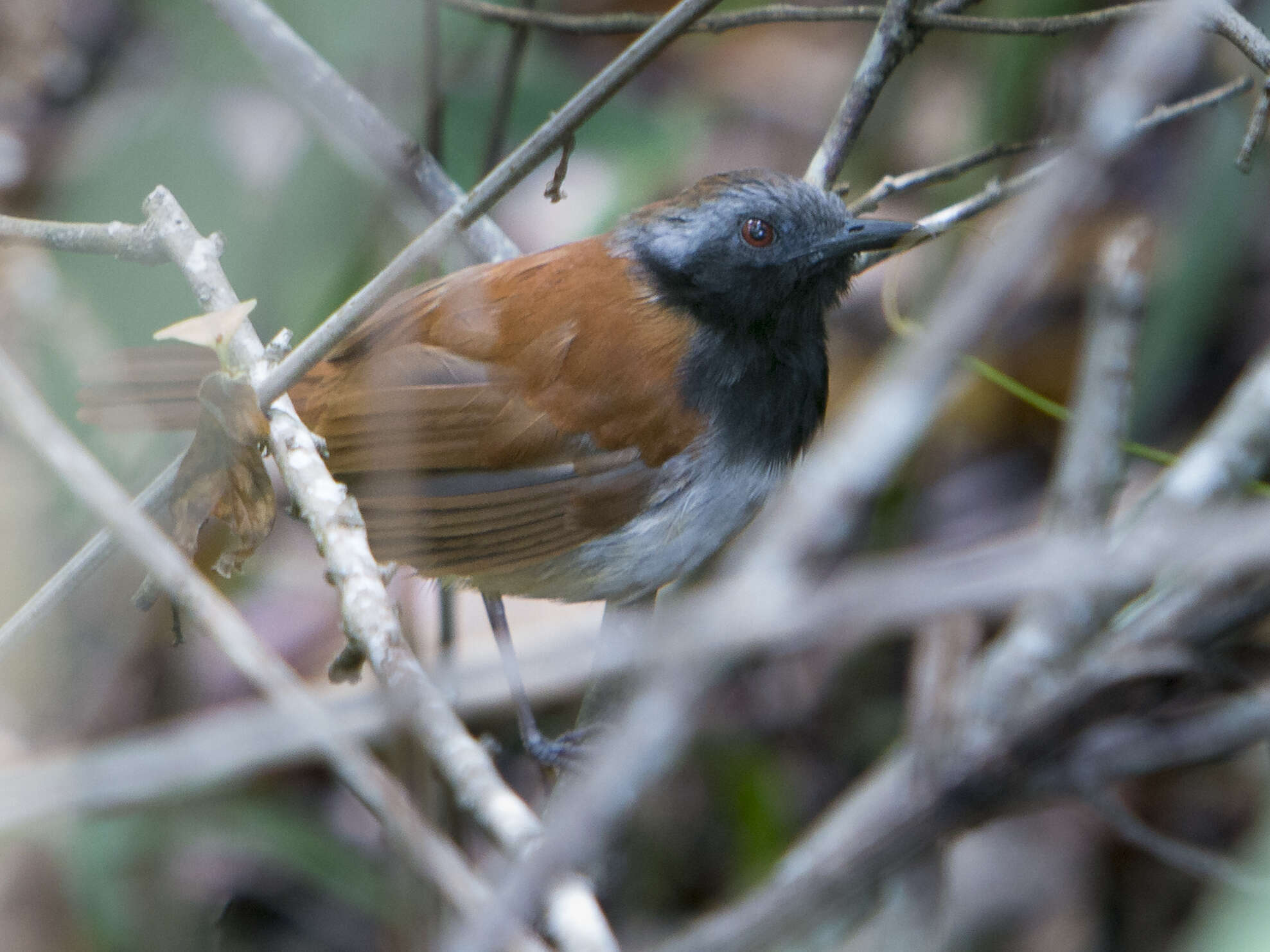 Image of White-bellied Antbird