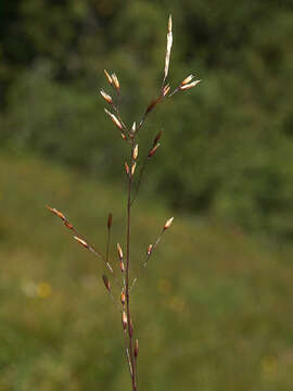 Image of Idaho bentgrass