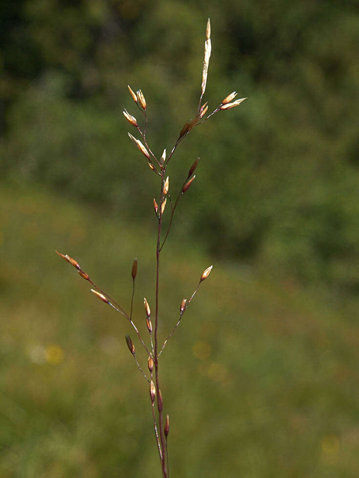 Imagem de Agrostis idahoensis Nash