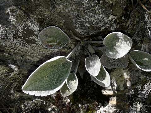 Image of Brachyglottis haastii (Hook. fil.) B. Nord.