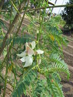 Слика од Sesbania grandiflora (L.) Pers.