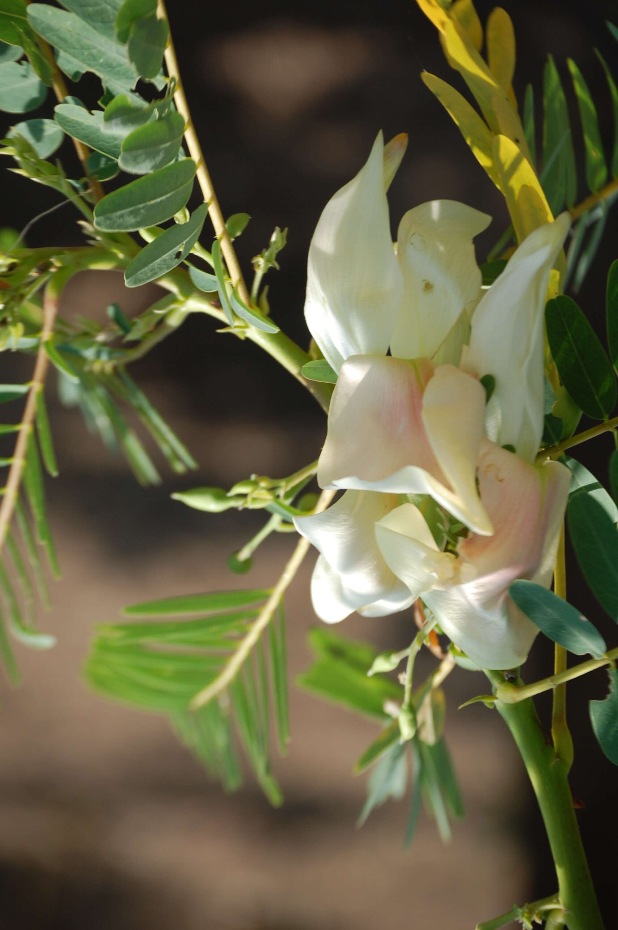 Слика од Sesbania grandiflora (L.) Pers.