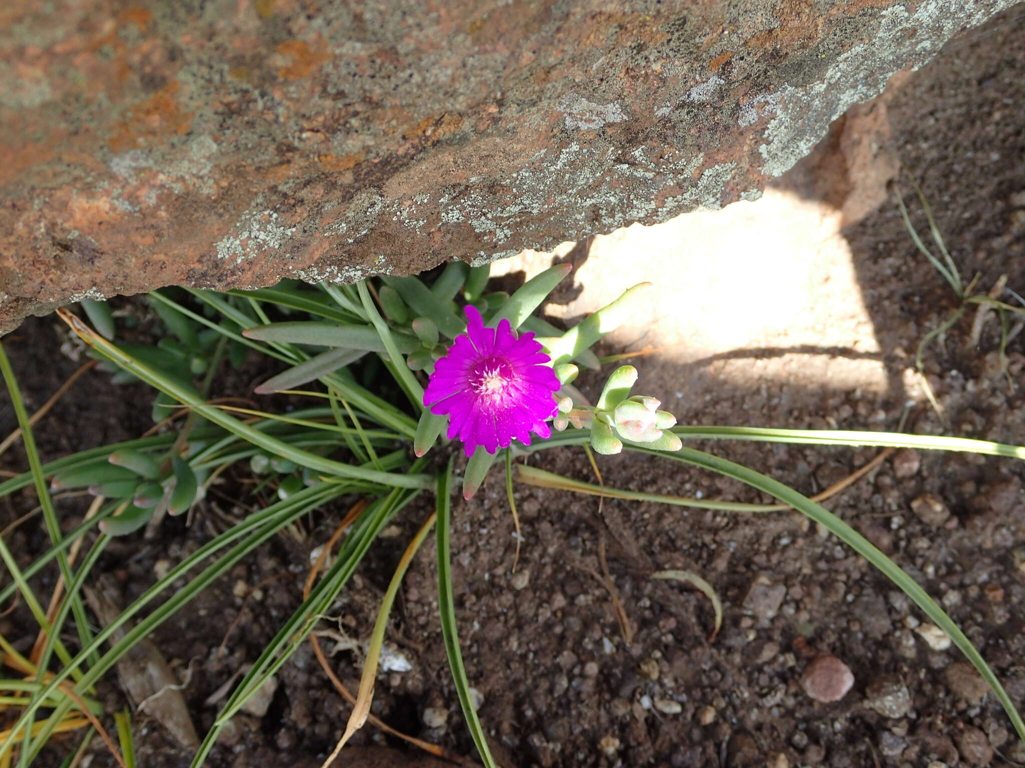 Imagem de Delosperma lavisiae L. Bol.