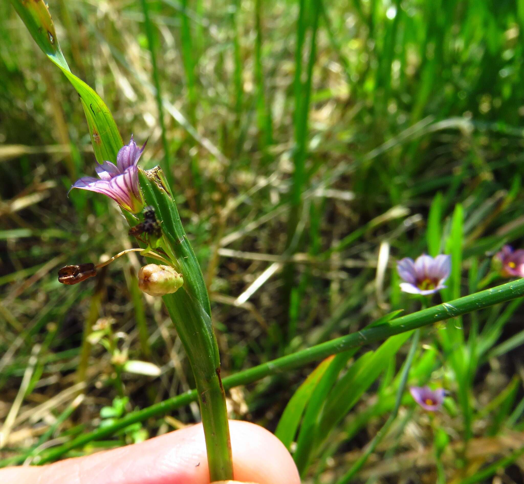 Sisyrinchium minus Engelm. & A. Gray的圖片