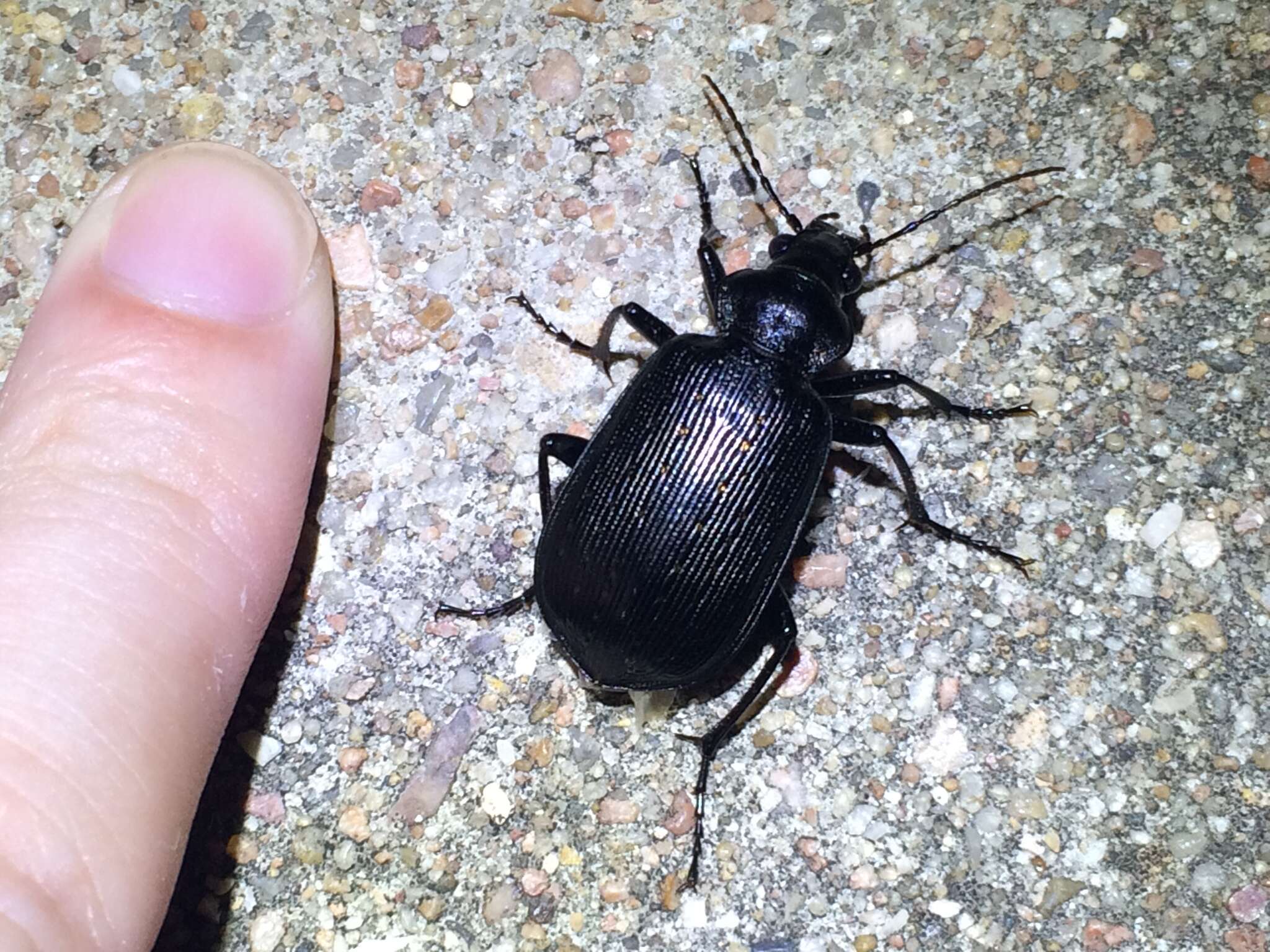 Calosoma (Castrida) sayi Dejean 1826的圖片