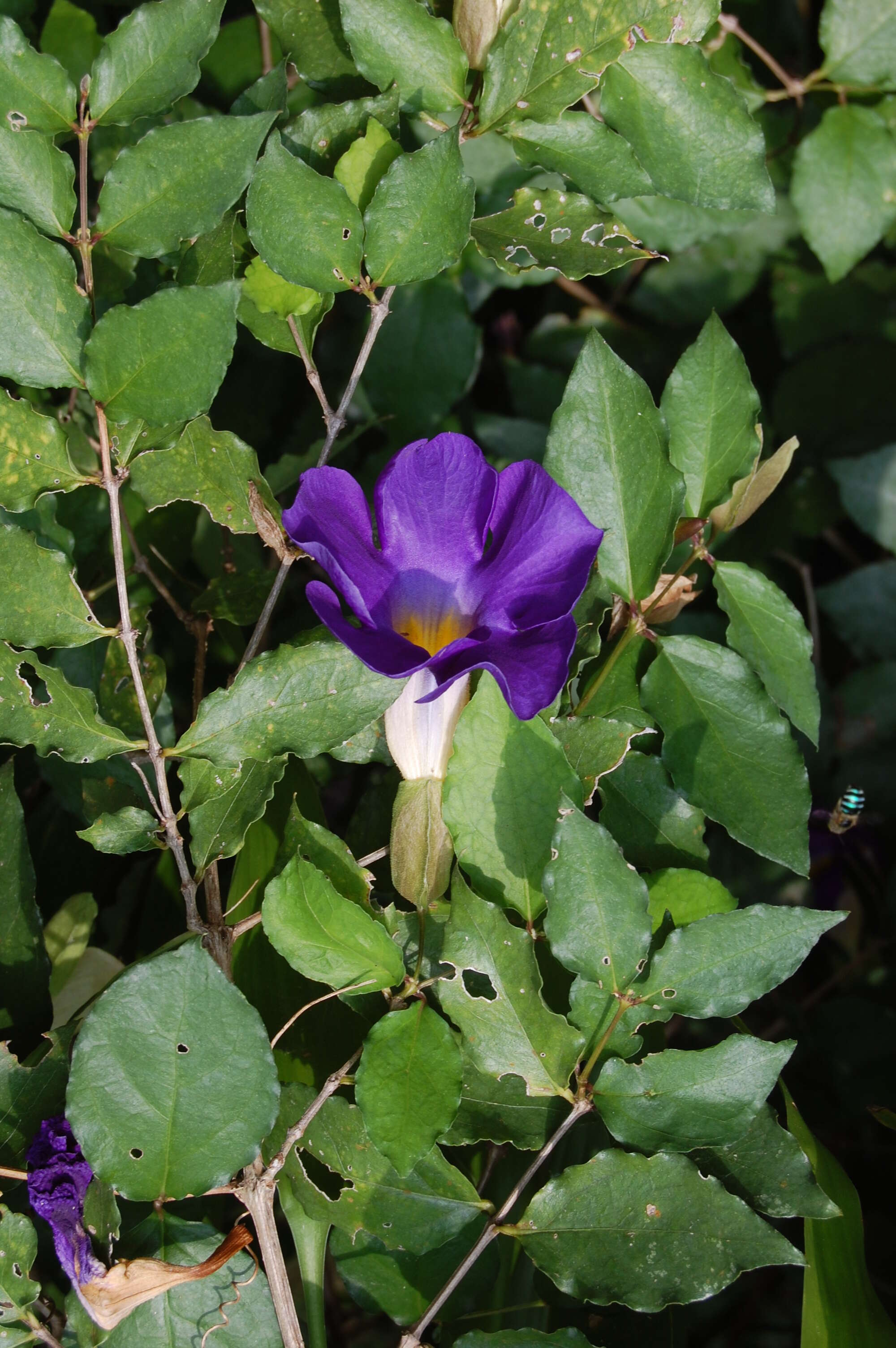 Image de Thunbergia erecta (Benth.) T. Anders.