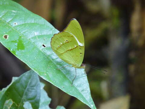 Imagem de Nessaea obrinus Linnaeus 1758