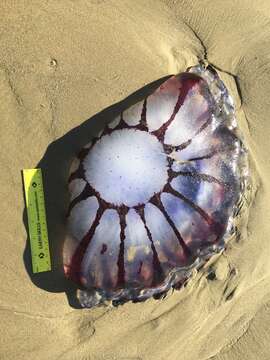 Image of purple-striped jellyfish