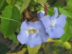 Image of laurel clockvine