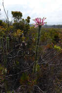 Plancia ëd Erica fascicularis L. fil.