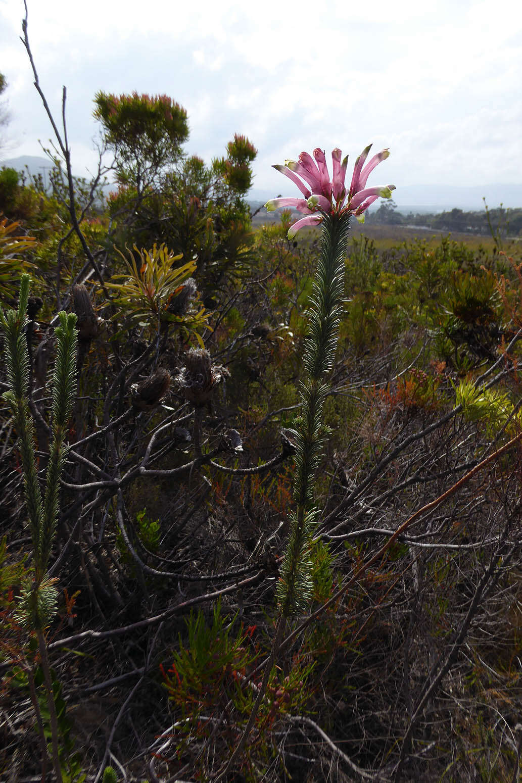 Image of Erica fascicularis L. fil.