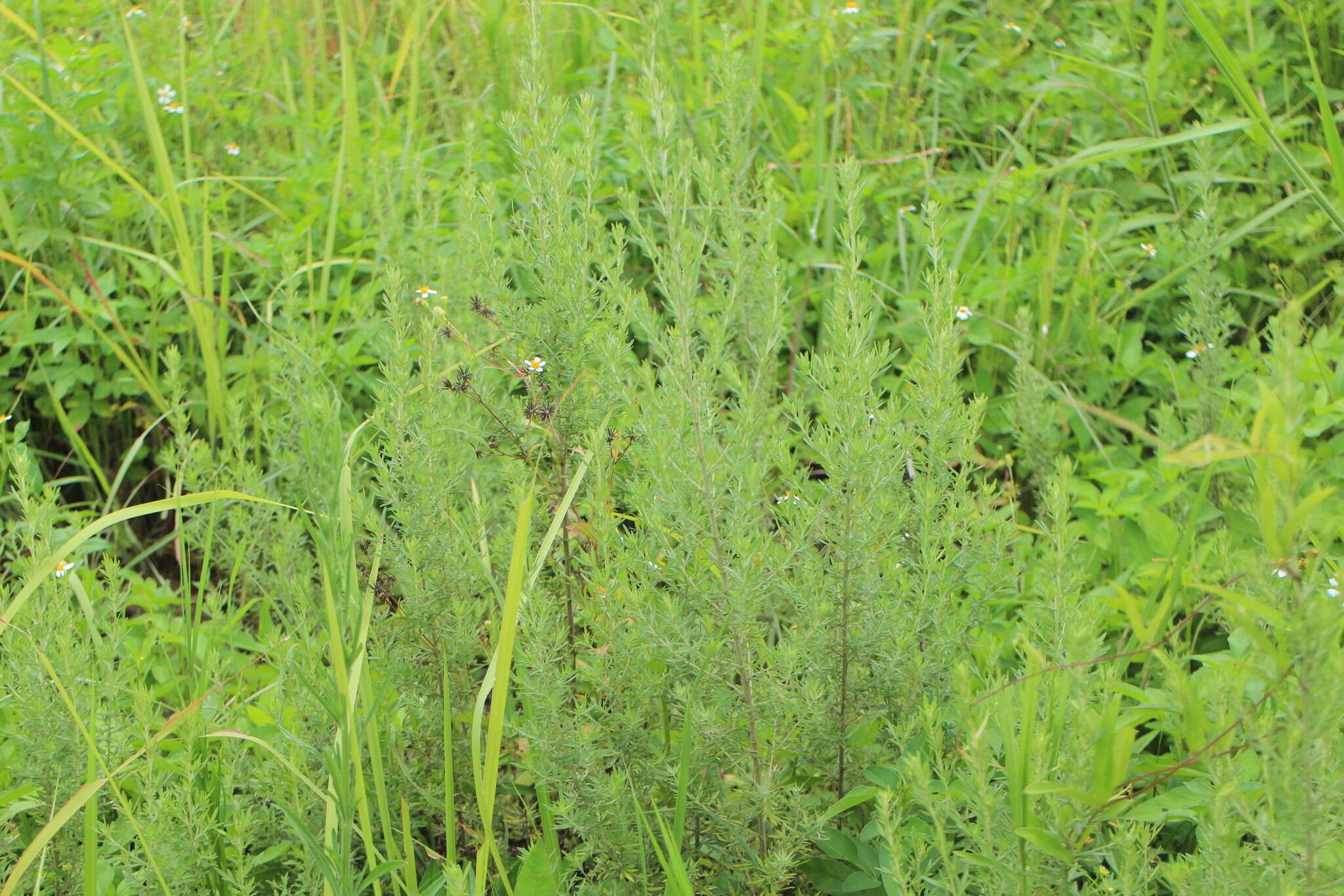 Image de Artemisia lancea Vaniot