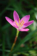 Image of Storm lily