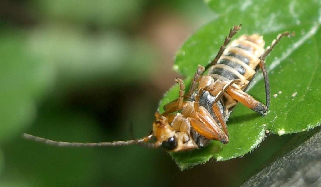 Imagem de Cantharis nigricans