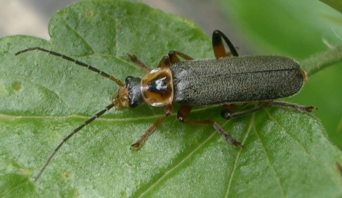 Imagem de Cantharis nigricans