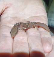 Image of Fine-faced Gecko