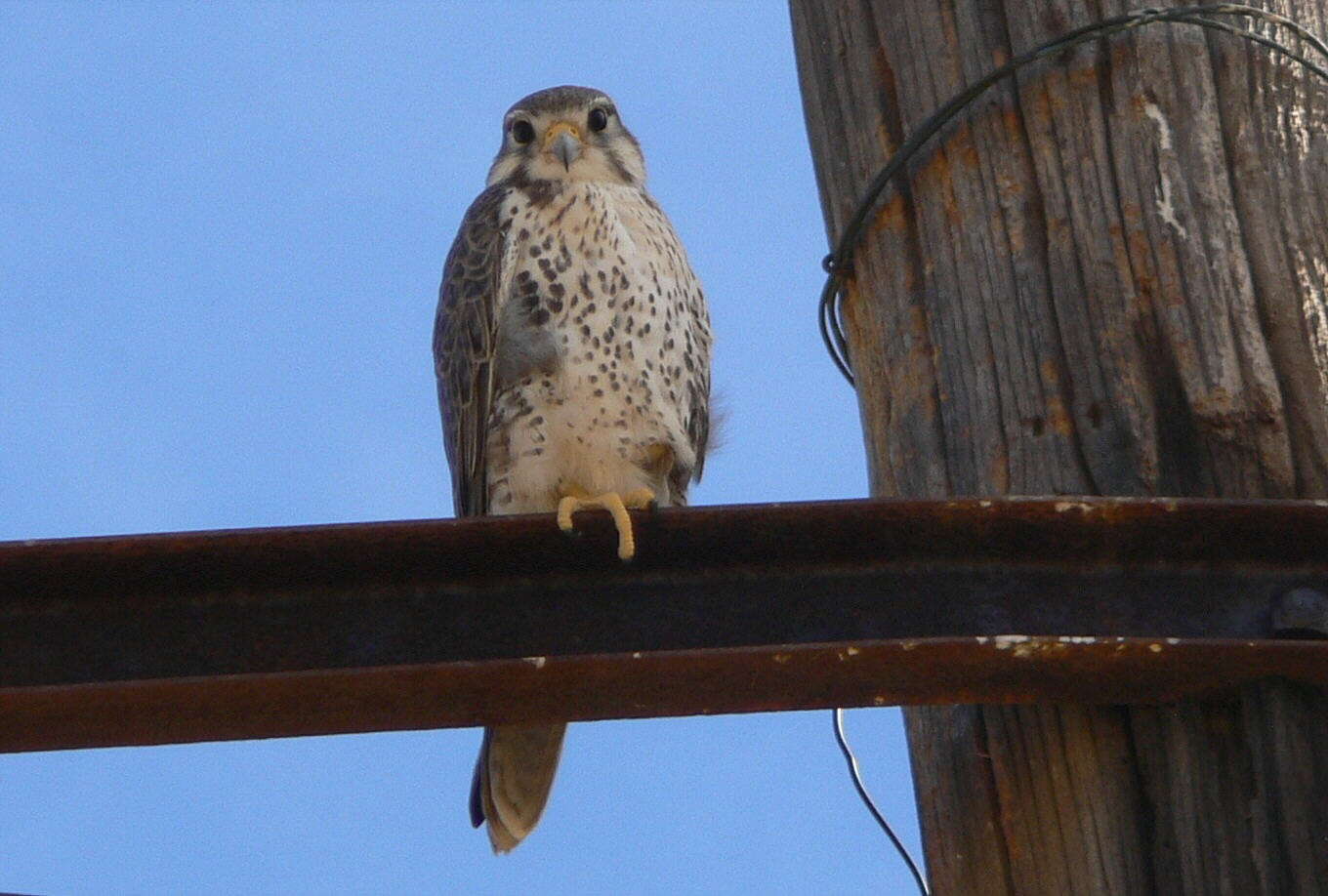 Plancia ëd Falco mexicanus Schlegel 1850