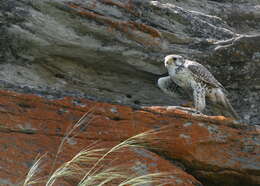 Image of Prairie Falcon