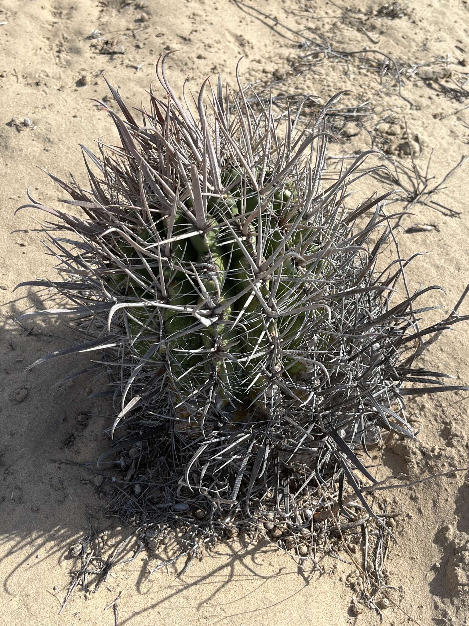 Ferocactus santa-maria Britton & Rose resmi