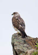 Image of Red-tailed Hawk