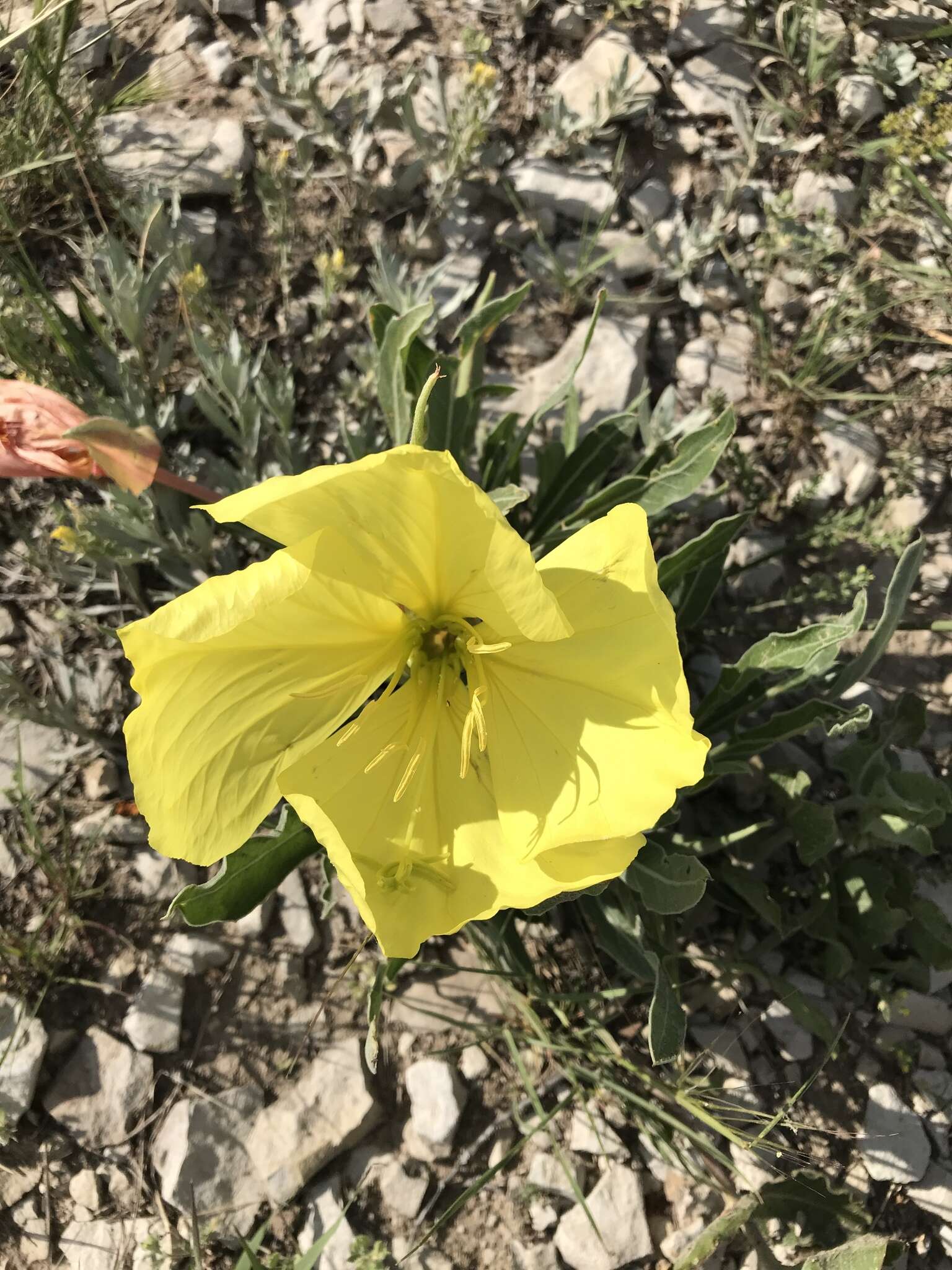 Oenothera howardii (A. Nels.) W. L. Wagner resmi