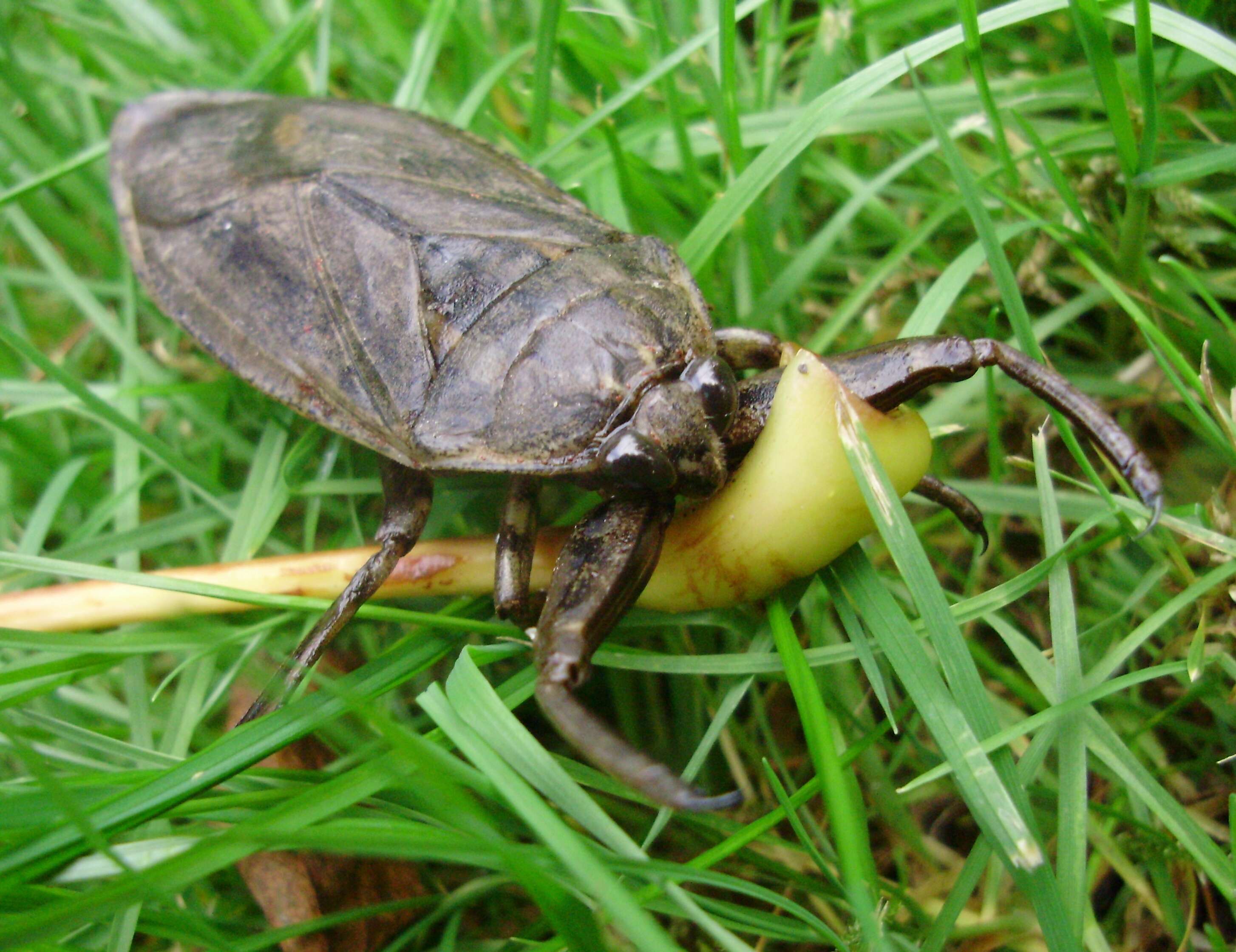 Image of Giant Water Bug