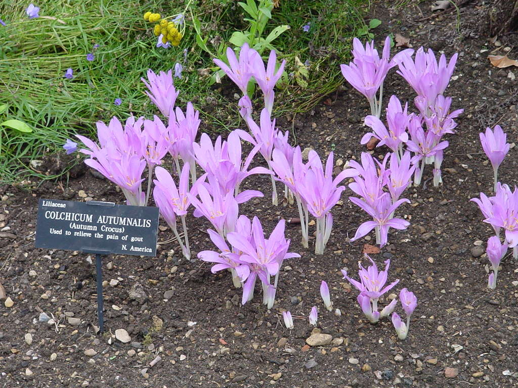 Image of Autumn crocus